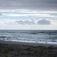 (c) Marin County Parks